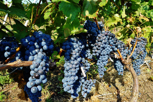 Bulgarian Wine Today - Jancis Robinson and Caroline Gilby